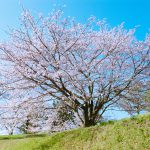 裏山の一本桜
