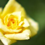 黄色い薔薇をf1.2+クローズアップレンズで拡大