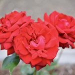 ハート型の薔薇（バラ）