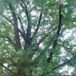 新緑のイチョウ