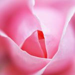 薔薇を正面から