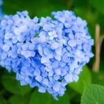 青いハート型の紫陽花