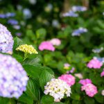 紫陽花はどう撮ろうか悩む