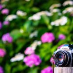 夕日と紫陽花とニコンFGに50mm/F1.8S