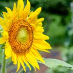 真夏の花