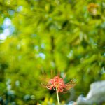 彼岸花