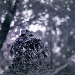 隠れ狛犬