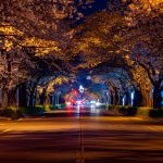 平成さくら通りの夜桜