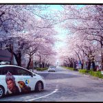 平成さくら通りの桜