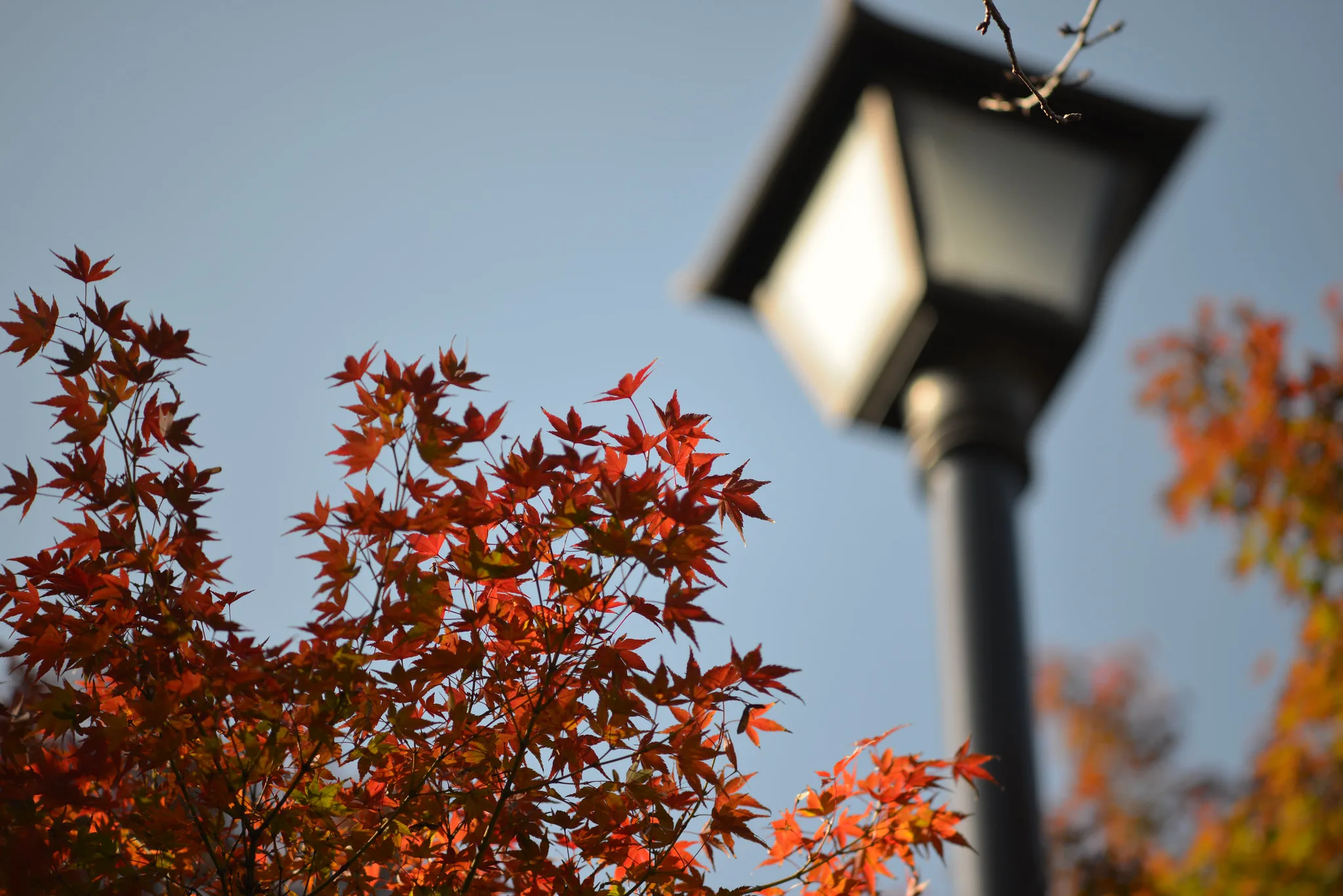 紅葉と街灯 | Ai Nikkor 105mm F2.5 | Photo Lens [ ふぉとれんず ]