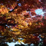 紅葉に光