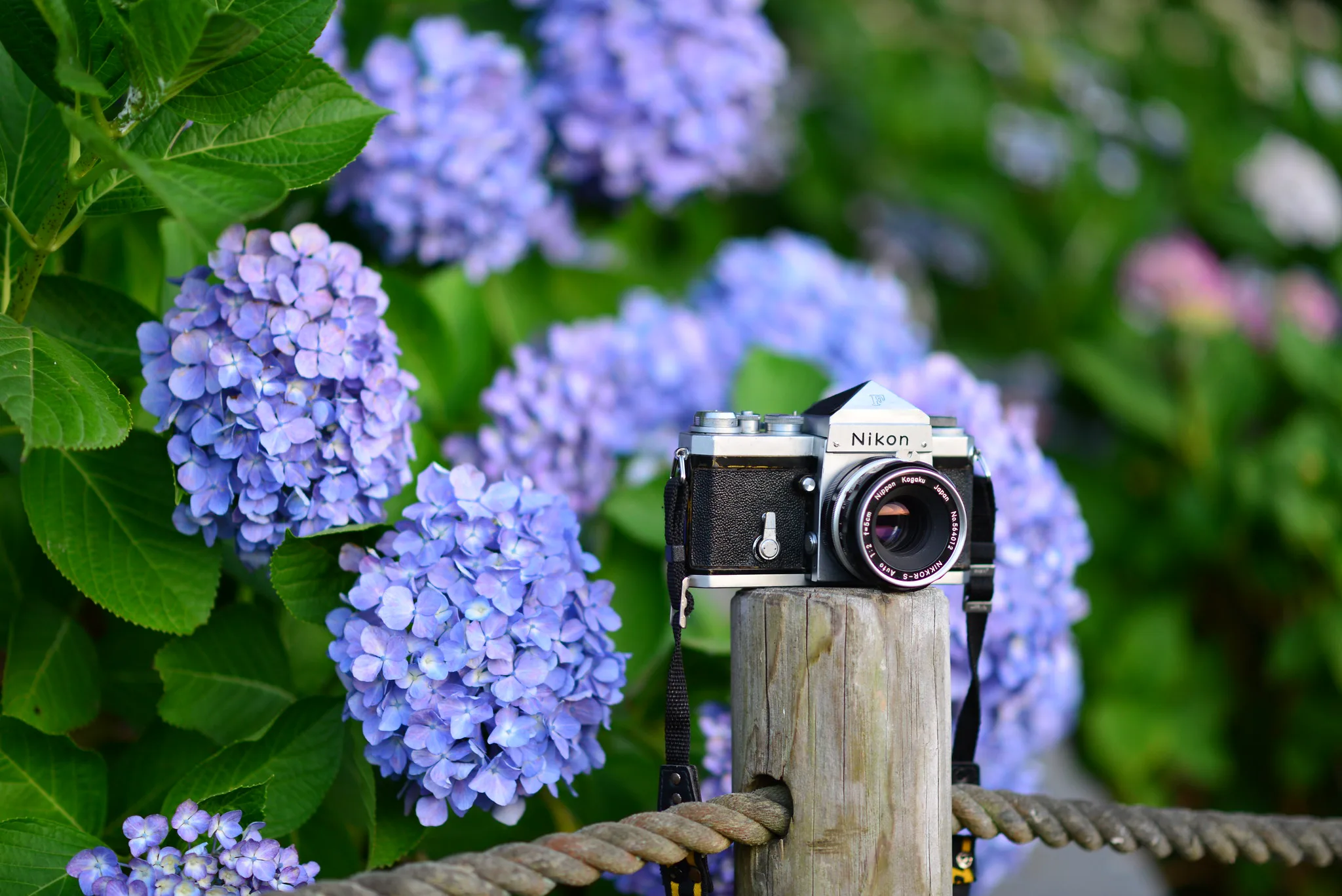 紫陽花とF | AF-S NIKKOR 85mm f/1.8G | Photo Lens [ ふぉとれんず ]