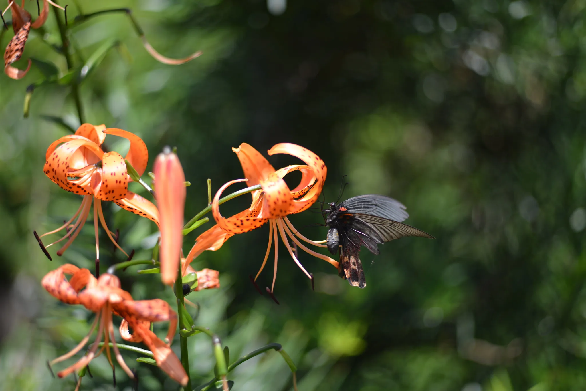 Nikon Ai NIKKOR-H Auto 85mm F1.8 ニコン Amazon.co.jp: Nikon ニコン NIKKOR-H Auto 85mm f1.8 : 家電＆カメラ