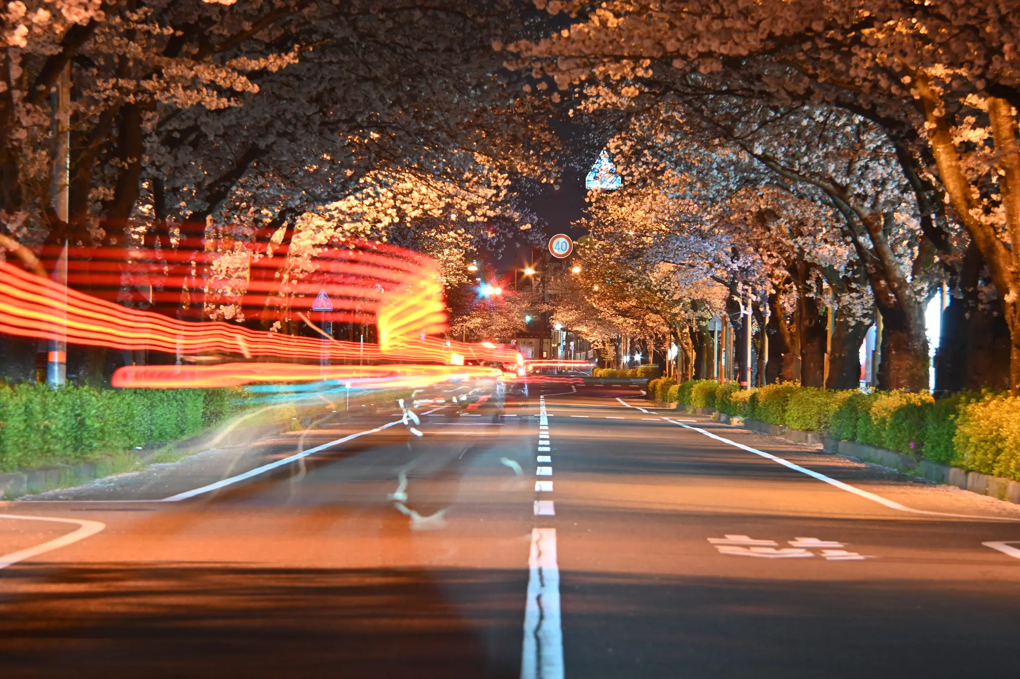 平成さくら通りの夜桜 | Auto NIKKOR Telephoto Zoom 8.5cmF4-25cm F4 ...