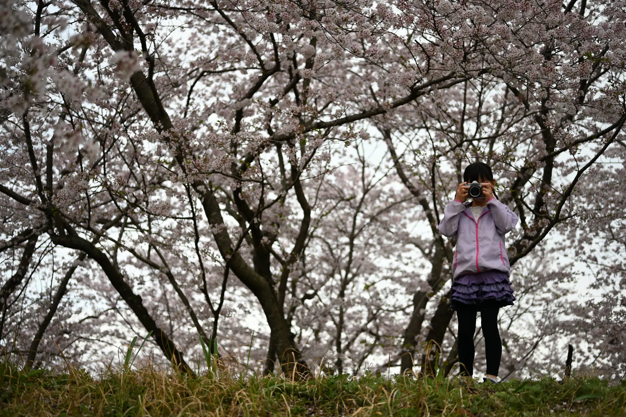 娘と桜フォトウォーク | NIKKOR Z 28mm f/2.8 Special Edition | Photo